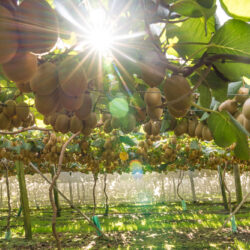 Kiwi Orchard