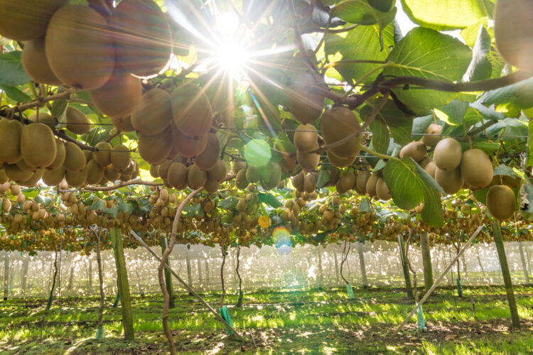 Artificial Pollination in Kiwifruit
