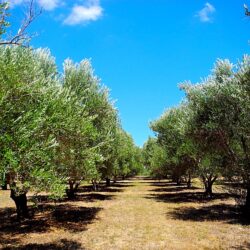 Olive Orchard